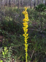 Solidago virgata
