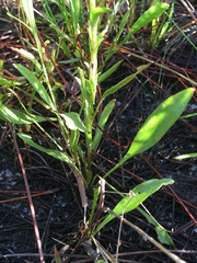 Solidago virgata