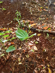 Hymenaea courbaril
