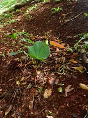 Hymenaea courbaril