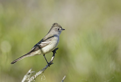Southern Scrub Flycatcher photo 2