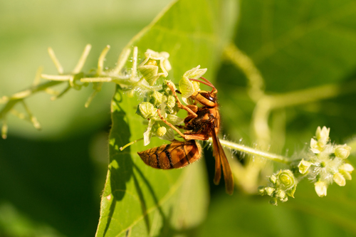 Yellow Hornet