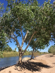 Populus fremontii