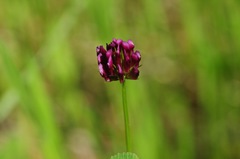 Trifolium gracilentum
