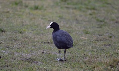 Fulica atra
