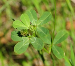 Trifolium gracilentum