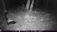 Mephitis mephitis estor