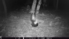 Mephitis mephitis estor