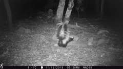 Mephitis mephitis estor