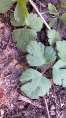 Waldsteinia fragarioides