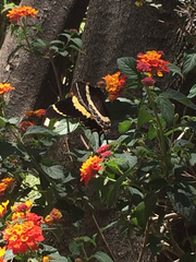 Papilio garamas garamas
