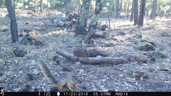 Sciurus nayaritensis apache
