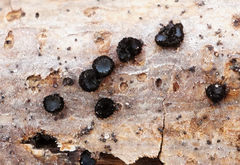 Pseudolachnea hispidula