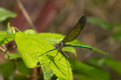 Calopteryx dimidiata