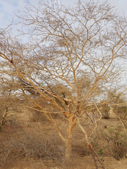 Acacia seyal image