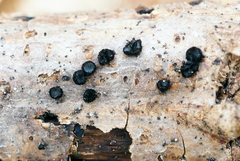 Pseudolachnea hispidula