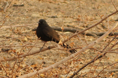 Cercotrichas podobe