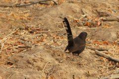 Cercotrichas podobe