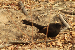 Cercotrichas podobe