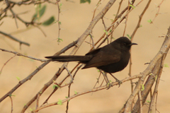 Cercotrichas podobe