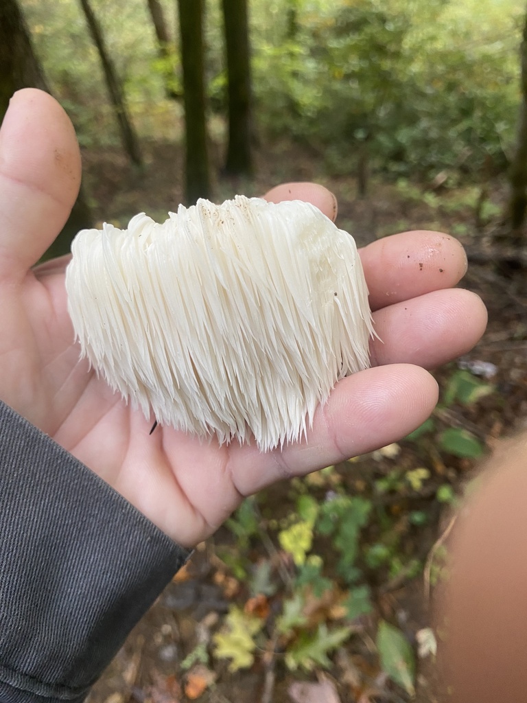Lion s mane mushroom from cherokee national forest hampton tn us on