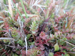 Hypericum anagalloides