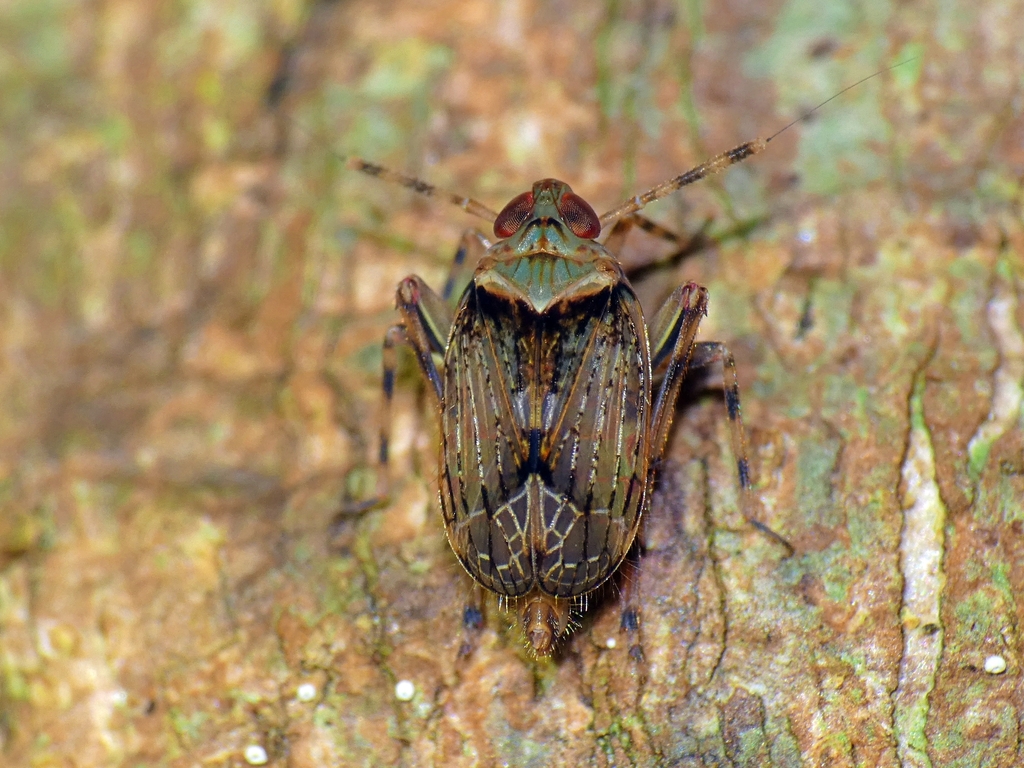 Ugyops brevifrons