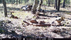 Sciurus nayaritensis apache