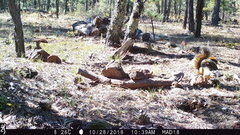Sciurus nayaritensis apache