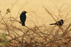 Lamprotornis chalybaeus