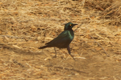 Lamprotornis chalybaeus