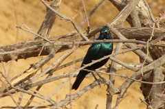 Lamprotornis chalybaeus
