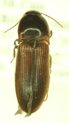 Ampedus brevis