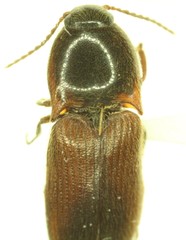 Ampedus brevis