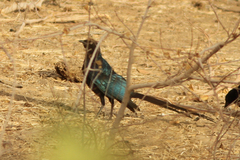 Lamprotornis caudatus