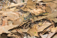 Phanogomphus oklahomensis