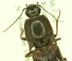Liotrichus