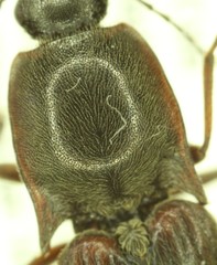 Liotrichus