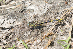 Phanogomphus oklahomensis