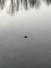 Lophodytes cucullatus