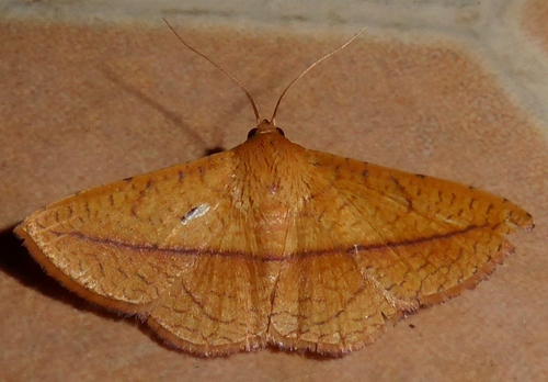Striglina scitaria (Walker, 1862)