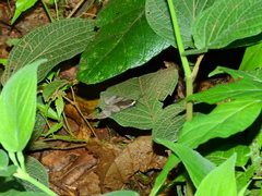 Dysschema subapicalis