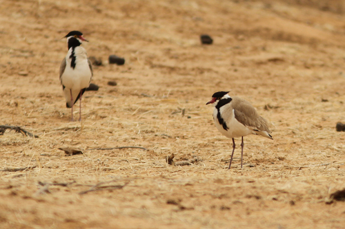 Vanellus tectus