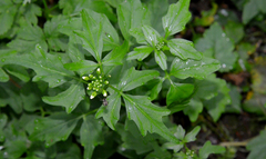 Cardamine angulata