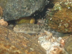 Threadfin Goby photo 5