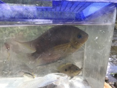 Topaz Cichlid photo 3