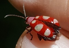 Omophoita sexnotata