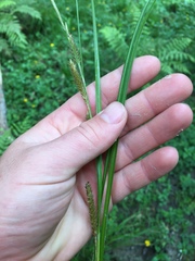 Carex ochrosaccus