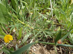 Teucrium pseudochamaepitys