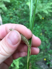 Carex ochrosaccus